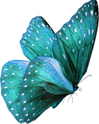 butterfly, butterflies, blue butterfly, aesthetic, cute, ye